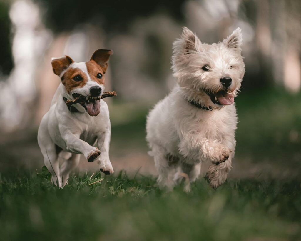 Dog Park Safety: Dogs running 