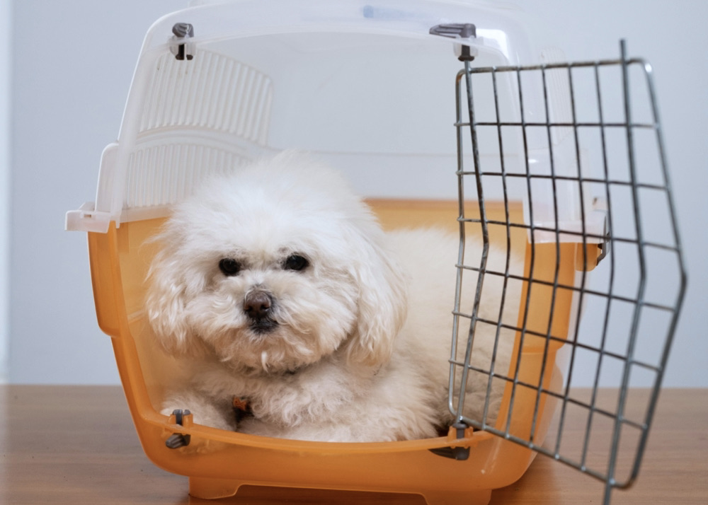 Flying with Dogs: Dog crate