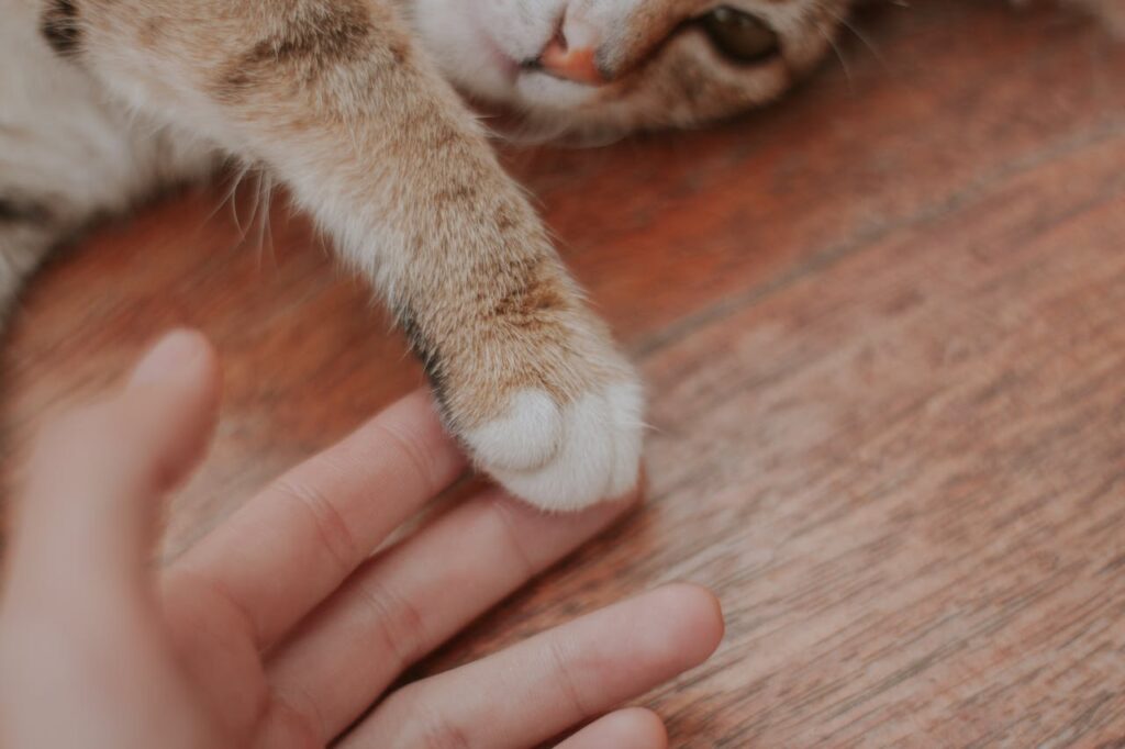 Cat Scratching: paw