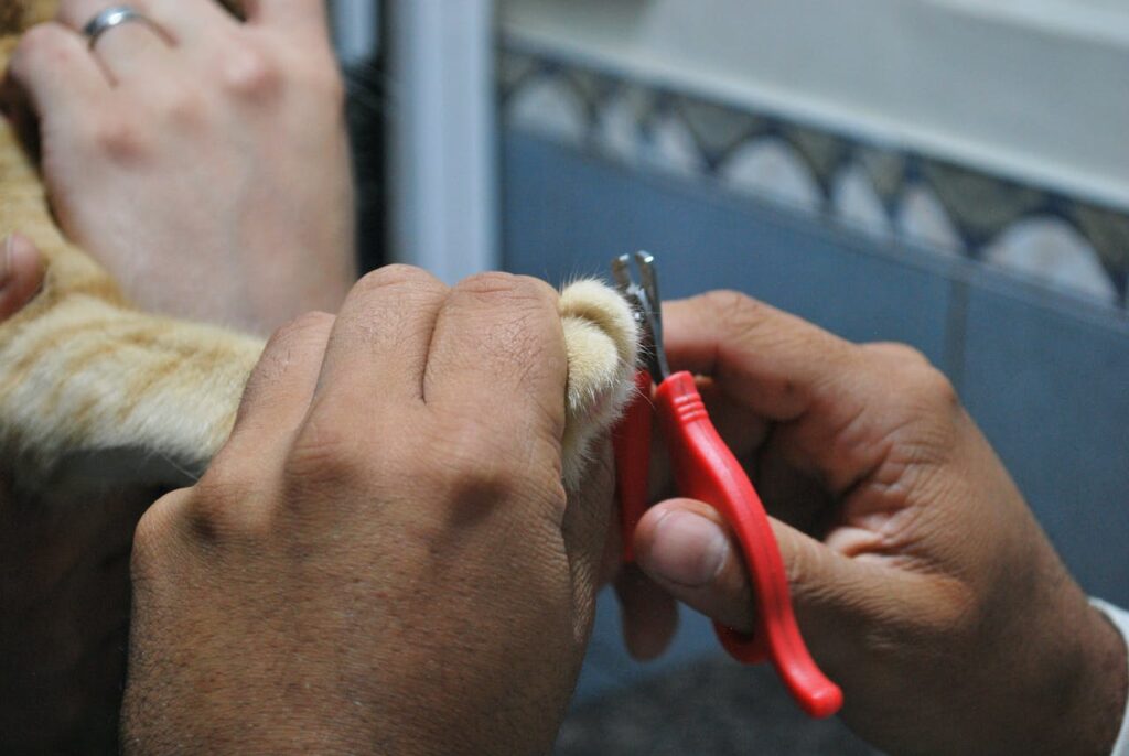 Cat Scratching: Nail clipping