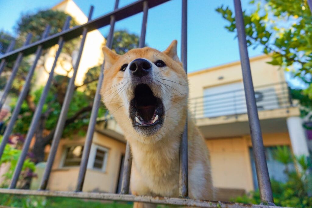 Prevent Dog Barking: Dog Fenced