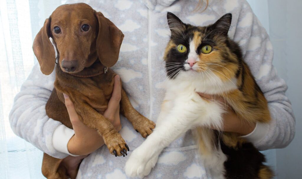 Pet Adoption vs Breeders: Cat and Dog