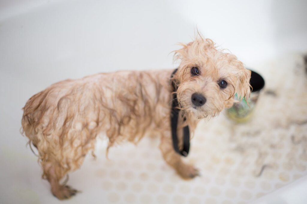 Dog shedding: grooming