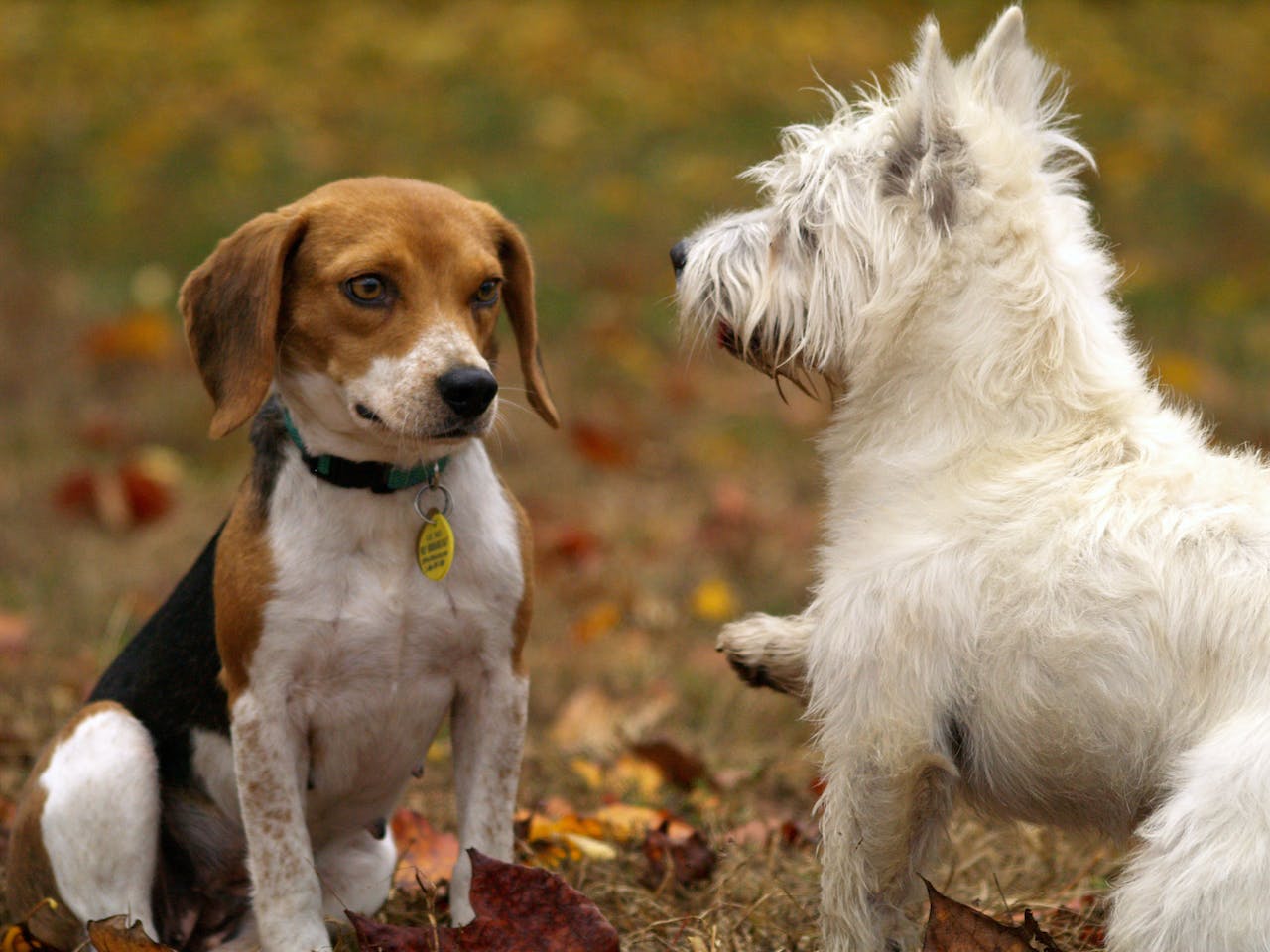 Read more about the article 8 Dog Park Safety and Etiquette Tips