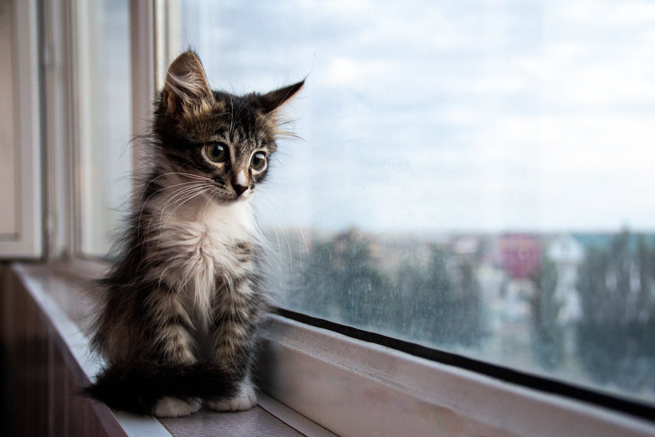 Read more about the article Cat Loneliness: Is Your Cat Lonely?