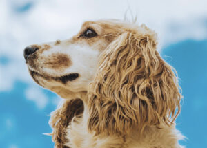 Read more about the article 5 Essential Tips for Safe Flying with Dogs