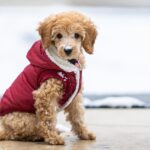 7 Best Winter Dog Vests and Gear for 2024