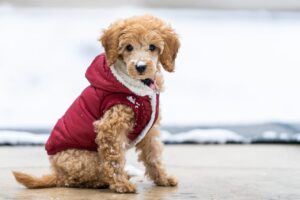 Read more about the article 7 Best Winter Dog Vests and Gear for 2024