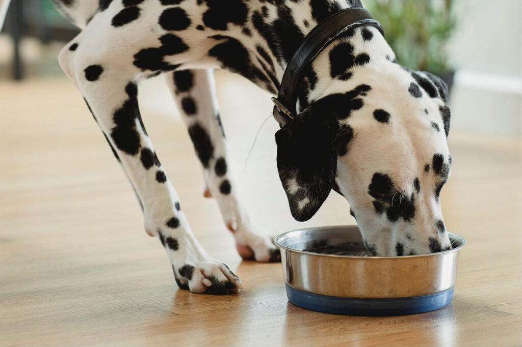 Iams or Purina One: Dog eating dog food