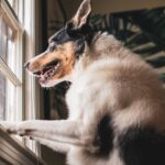 Prevent Dog Barking: A Comprehensive Guide