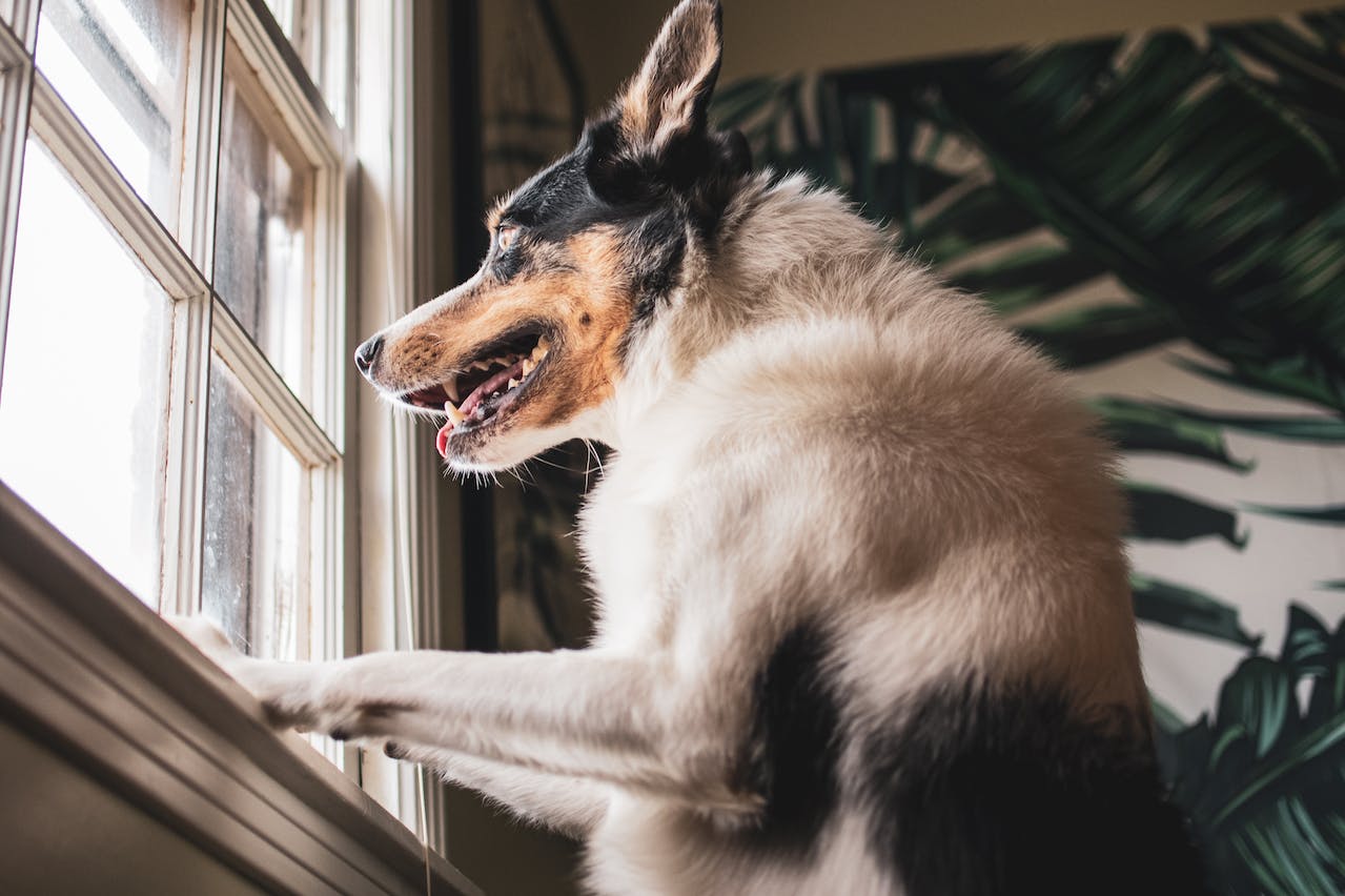 Read more about the article Prevent Dog Barking: A Comprehensive Guide