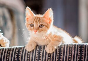 Read more about the article Cat Scratching: 7 Tips to Save Your Furniture