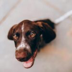 9 Best Tips for Dog Training