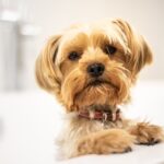 Managing Dog Shedding and Dog Allergies