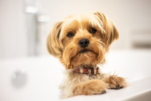 Read more about the article Managing Dog Shedding and Dog Allergies