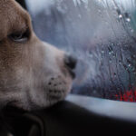 12 Dog Activities for a Fun Rainy Day