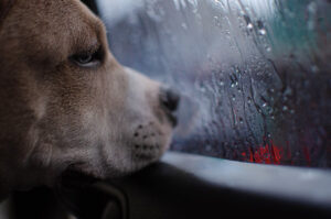 Read more about the article 12 Dog Activities for a Fun Rainy Day